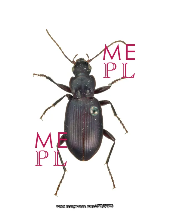 : Pristonychus complanatus, black ground beetle : Pristonychus complanatus, black ground beetle