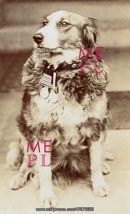 : Private Modder, Boer War Hero dog : Private Modder, Boer War Hero dog