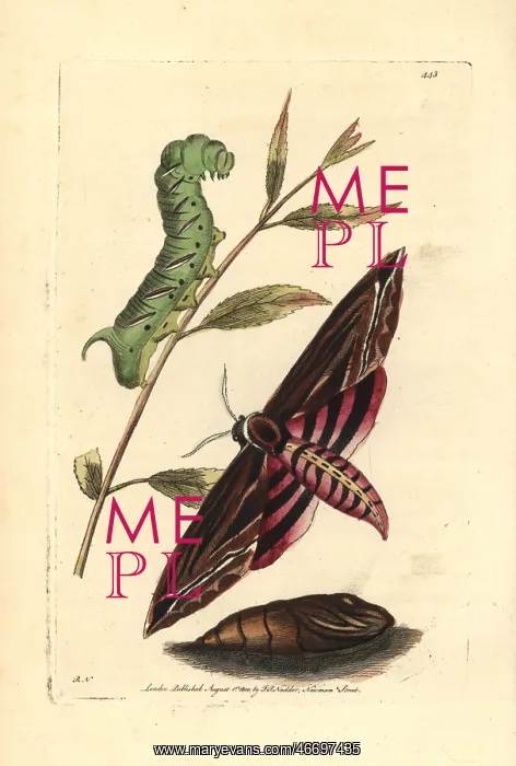 : Privet hawk moth, Sphinx ligustri : Privet hawk moth, Sphinx ligustri