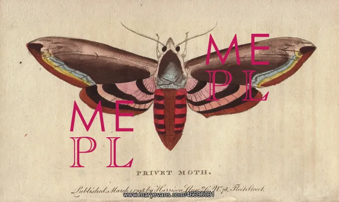 : Privet hawk moth, Sphinx ligustri : Privet hawk moth, Sphinx ligustri