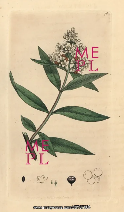 : Privet, Ligustrum vulgare : Privet, Ligustrum vulgare