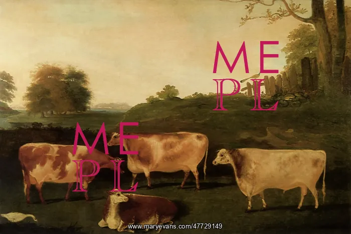 : Four Prize Cattle