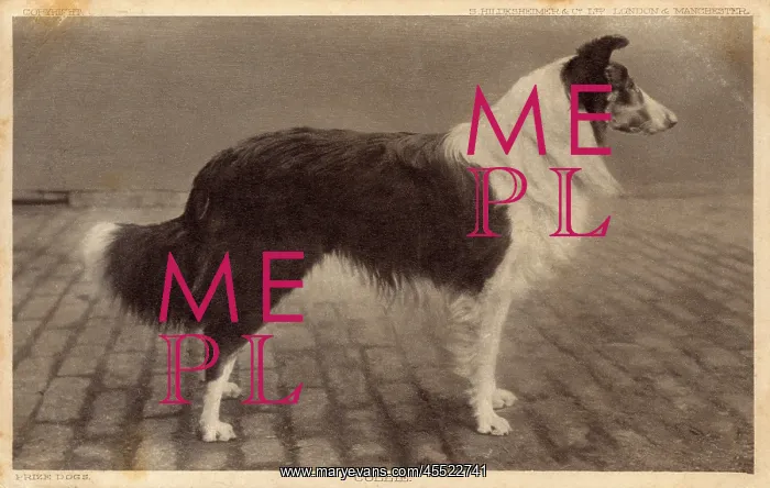  : Prize Collie Dog