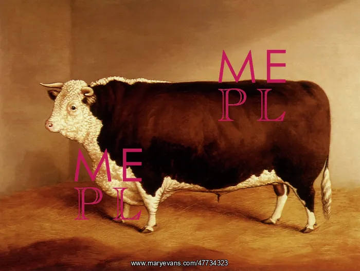  : Prize Hereford Bull in a Byre