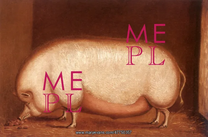  : A Prize Pig eating Turnips in a Sty