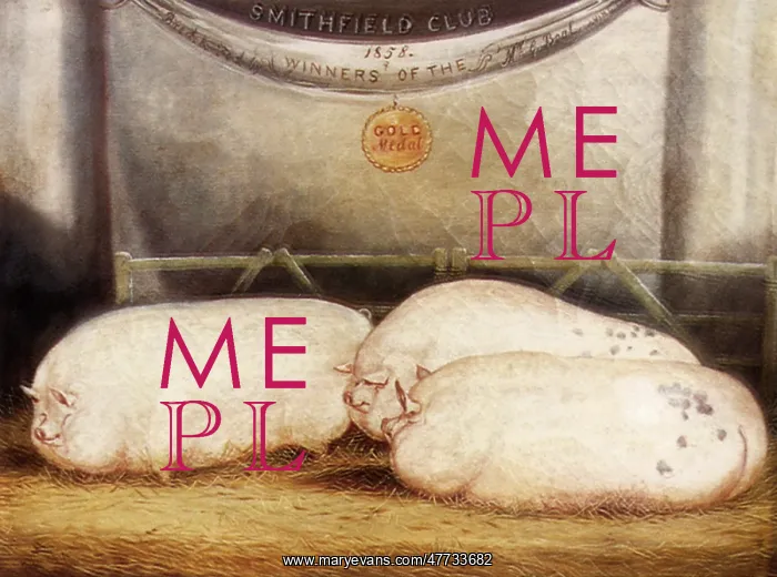 : Three Prize Pigs : Three Prize Pigs