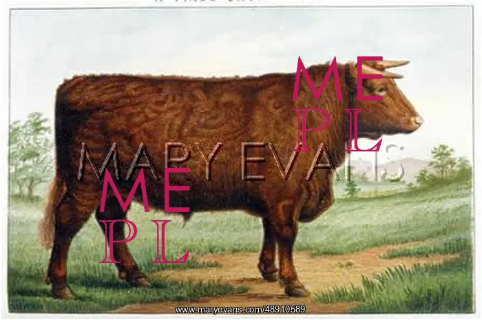  : PRIZE SHORTHORN 1907