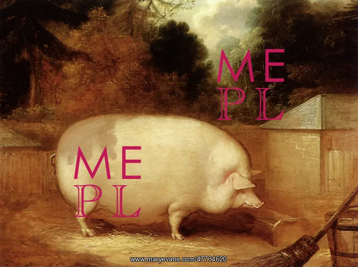  : Prize Sow at Trough