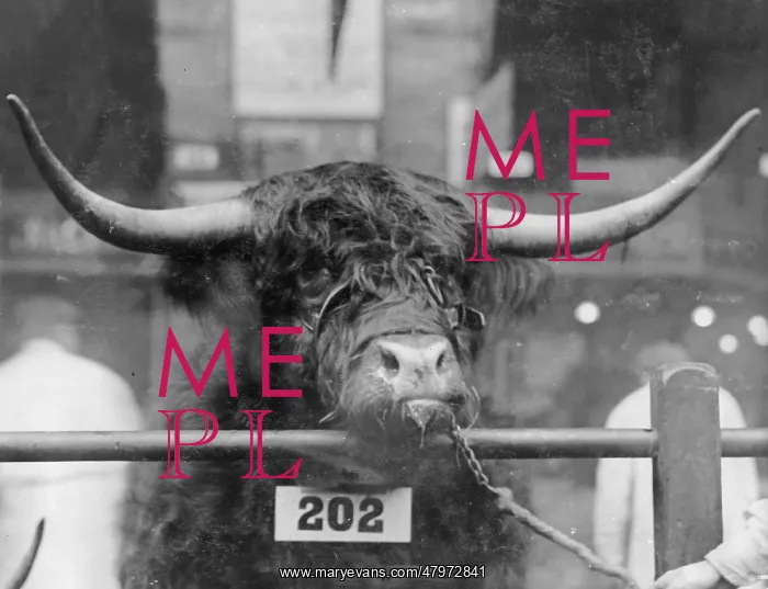 : Prizewinning bull at the Smithfield Show : Prizewinning bull at the Smithfield Show