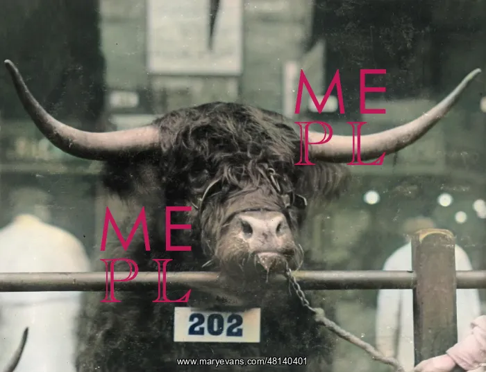 : Prizewinning bull at the Smithfield Show : Prizewinning bull at the Smithfield Show