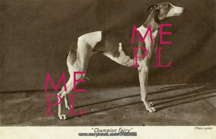 : Prizewinning greyhound, Champion Fairy : Prizewinning greyhound, Champion Fairy