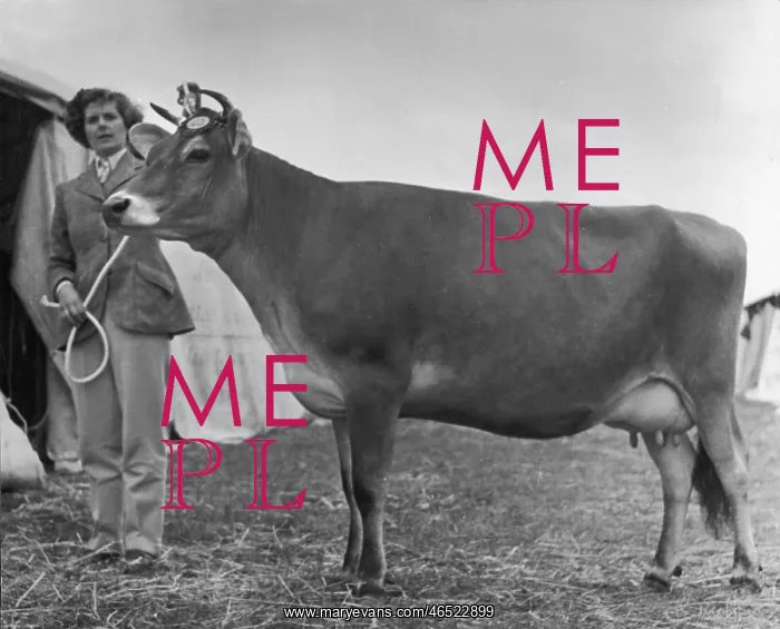 : PRIZEWINNING HEIFER 1950 : PRIZEWINNING HEIFER 1950