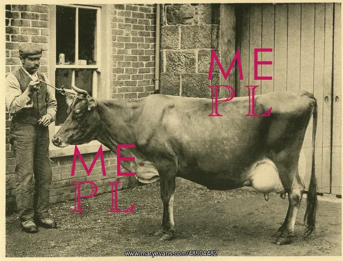  : Prizewinning Jersey cow