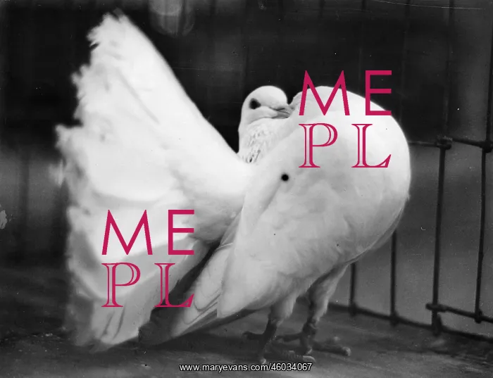 : A prizewinning white dove : A prizewinning white dove