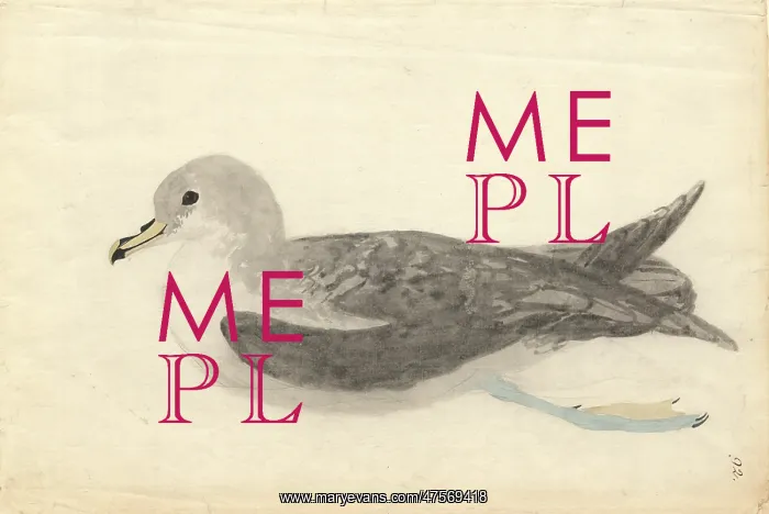: Procellaria cinerea, grey petrel : Procellaria cinerea, grey petrel