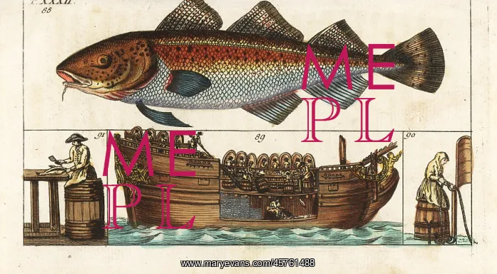 : Processing cod, Gadus morhua, on board a factory : Processing cod, Gadus morhua, on board a factory