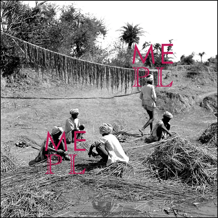 : Processing reeds and plants : Processing reeds and plants