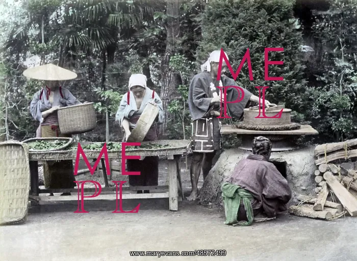  : Processing Tea Japan circa 1880s