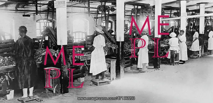 : Processing tobacco at a plantation in Virginia, USA : Processing tobacco at a plantation in Virginia, USA