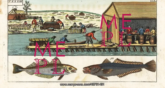 : Processing whiting and hake in a shed, America, 18th century : Processing whiting and hake in a shed, America, 18th century