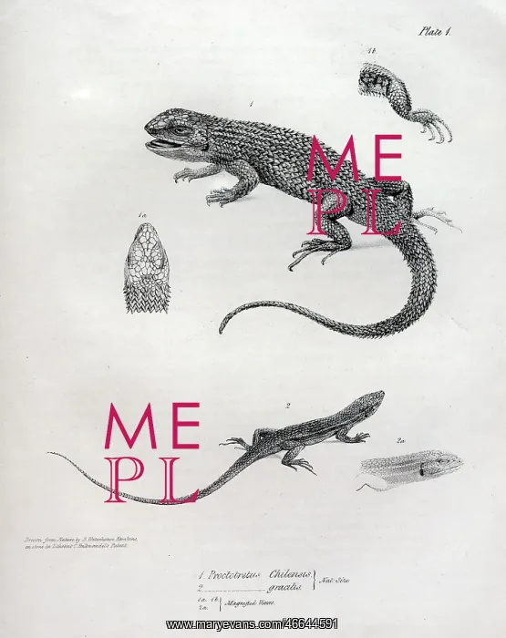: Proctotretus chilensis : Proctotretus chilensis