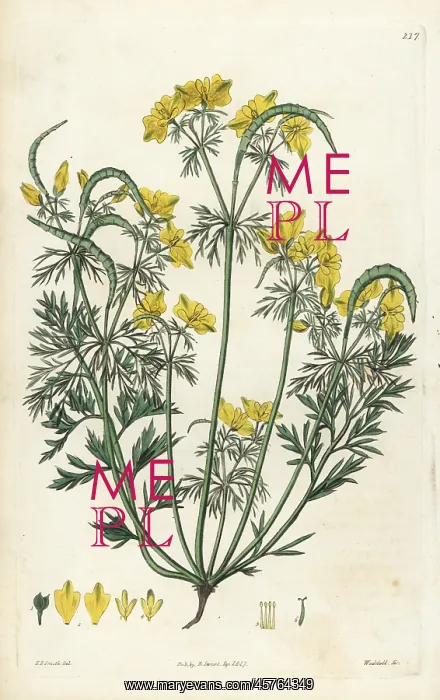 : Procumbent hypecoum, Hypecoum procumbens : Procumbent hypecoum, Hypecoum procumbens
