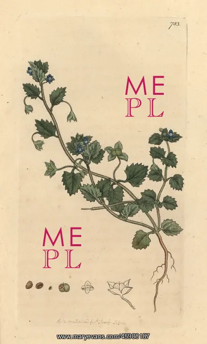: Procumbent speedwell, Veronica agrestis : Procumbent speedwell, Veronica agrestis
