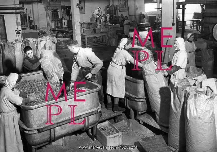 : Production of dried vegetables, 1941 : Production of dried vegetables, 1941