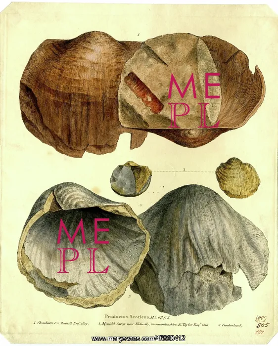 : Productus scoticus : Productus scoticusÂ