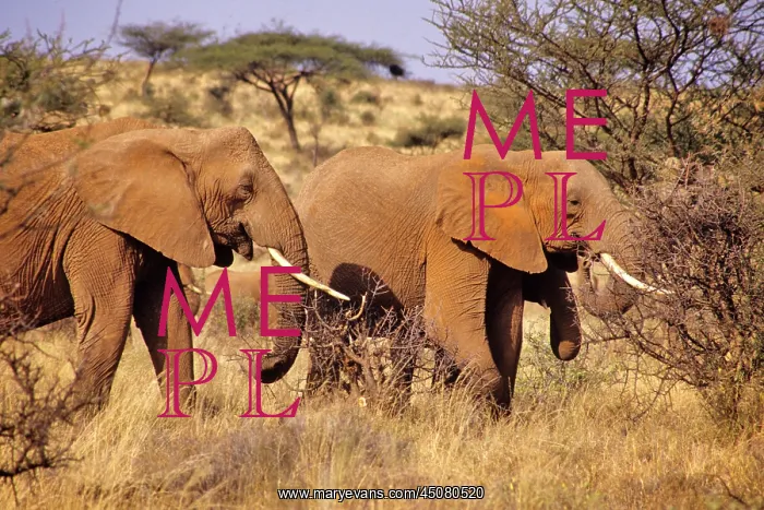  : Side Profile Two African Bush Elephants Loxodonta