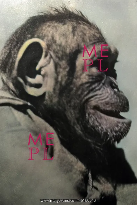 : PROFILE OF A CHIMPANZEE : PROFILE OF A CHIMPANZEE