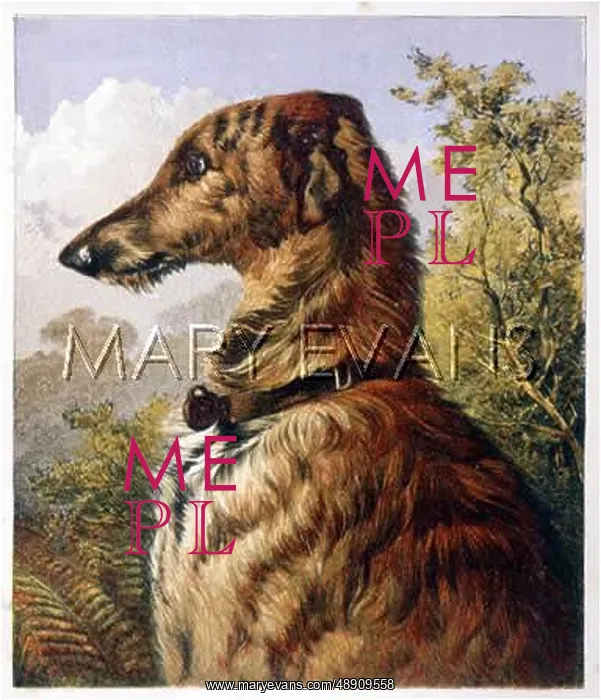 : PROFILE OF DEERHOUND : PROFILE OF DEERHOUND