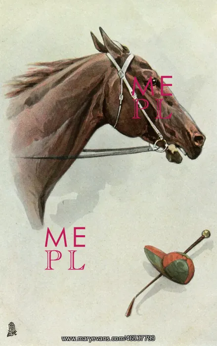 : Profile portrait of a racehorse : Profile portrait of a racehorse