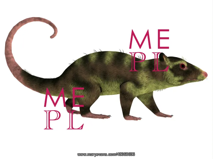: Side profile of a Purgatorius : Side profile of a Purgatorius