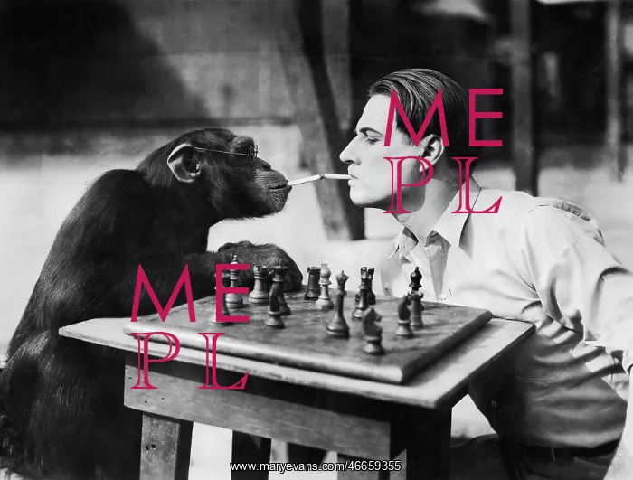 : Profile of a young man and a chimpanzee smoking : Profile of a young man and a chimpanzee smoking