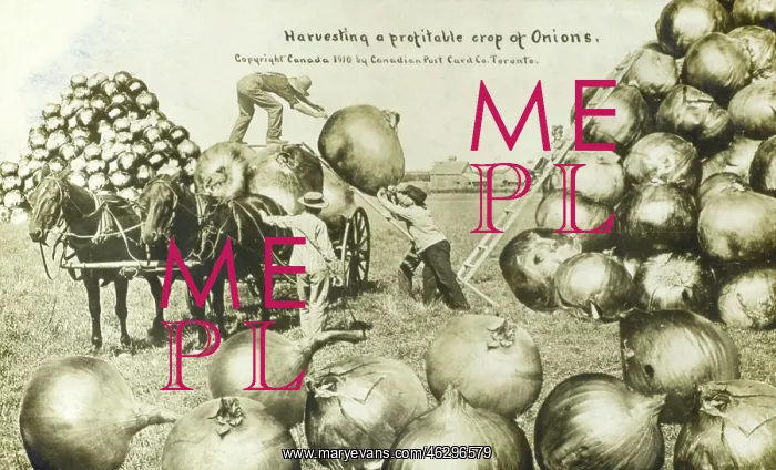  : A profitable crop of Onions grown in Canada