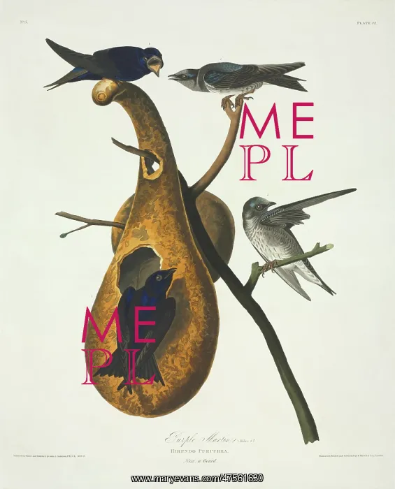 : Progne subis, purple martin : Progne subis, purple martin