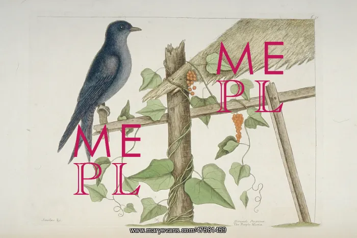 : Progne subis, purple martin : Progne subis, purple martin