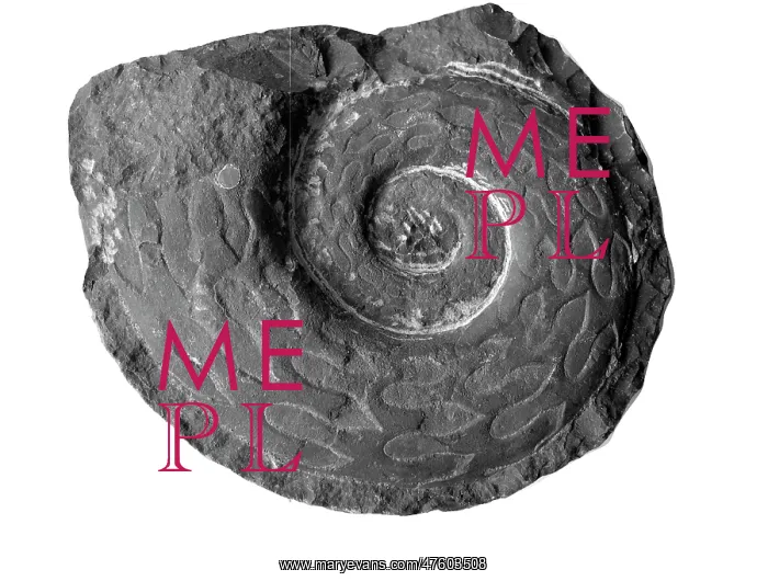 : Prolecanites compressus, goniatite : Prolecanites compressus, goniatite