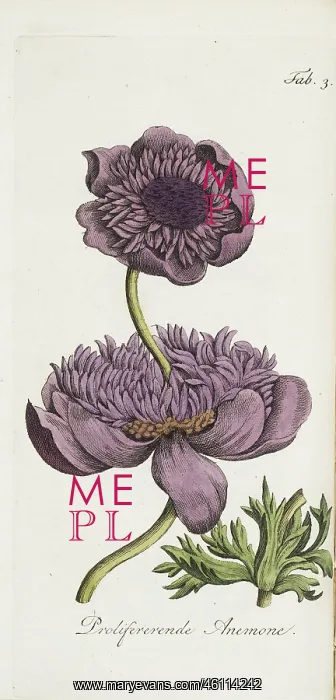 : Proliferating anemone : Proliferating anemone