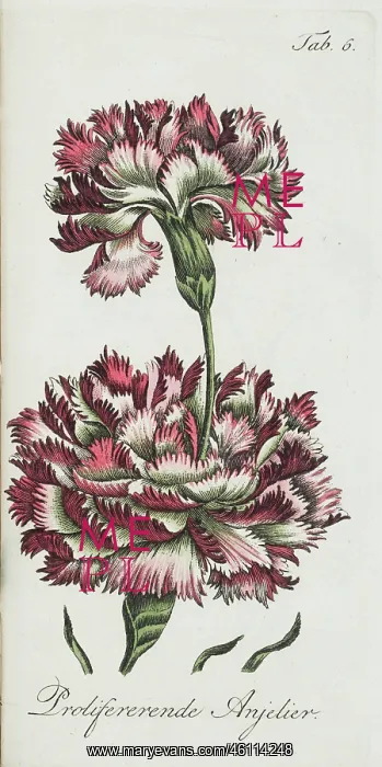 : Proliferating carnation : Proliferating carnation