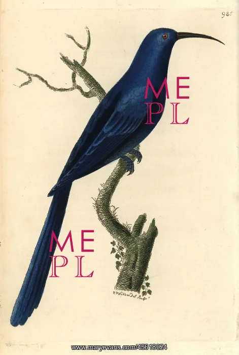  : Promerops caeruleus, Blue promerops