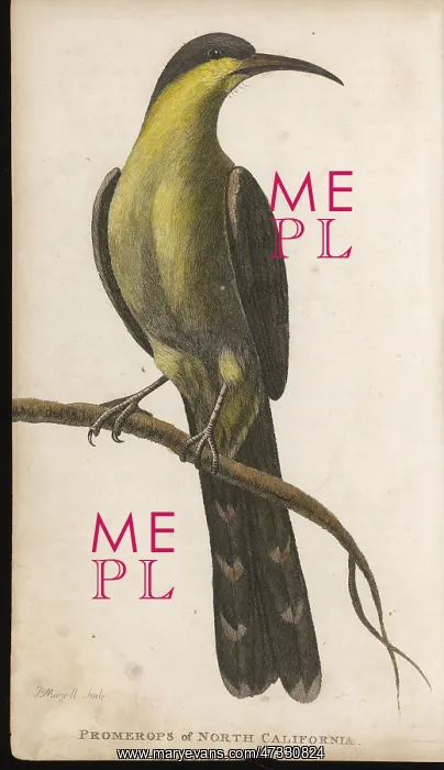 : PROMEROPS, CALIFORNIA : PROMEROPS, CALIFORNIA