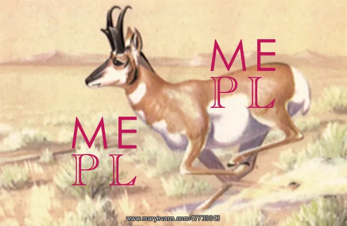  : Pronghorn