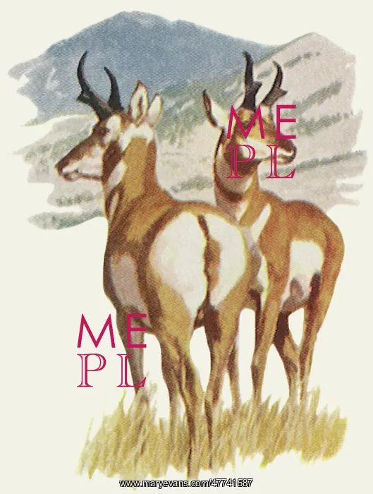  : Two Pronghorn Antelopes