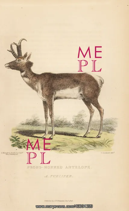 : Pronghorn, Antilocapra americana : Pronghorn, Antilocapra americana