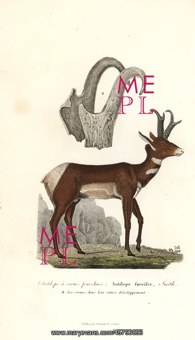 : Pronghorn or prong-horned antelope, Antilocapra americana : Pronghorn or prong-horned antelope, Antilocapra americana