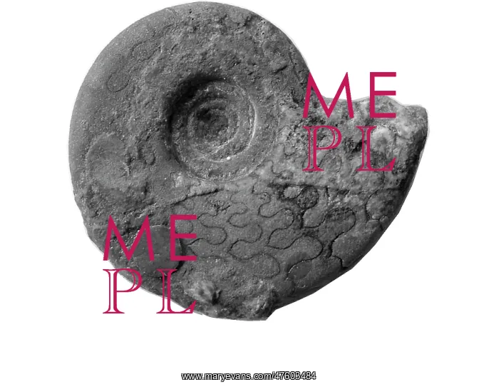 : Pronorites cyclolobus, ammonoid : Pronorites cyclolobus, ammonoid
