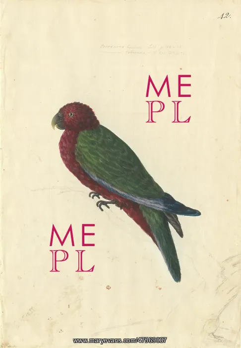 : Prosopeia tabuensis, red shining parrot : Prosopeia tabuensis, red shining parrot