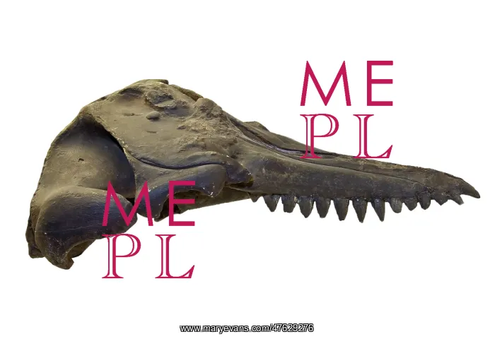 : Prosqualodon davidi, skull cast : Prosqualodon davidi, skull cast